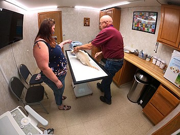 Niezwykły dr Pol: Kłopoty kociego szefa (10)