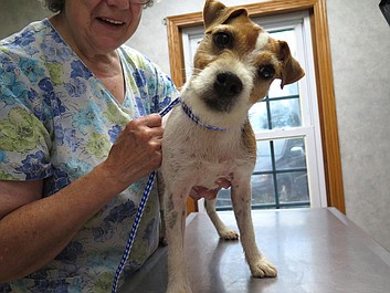 Niezwykły dr Pol: Egzotyczni pacjenci (3)