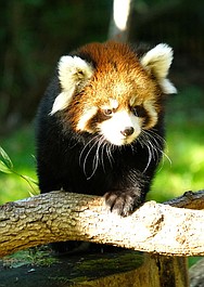 Nowojorskie Zoo - Bronx: Nowy początek