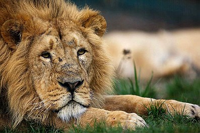 Nowojorskie Zoo - Bronx: Nowy nabytek