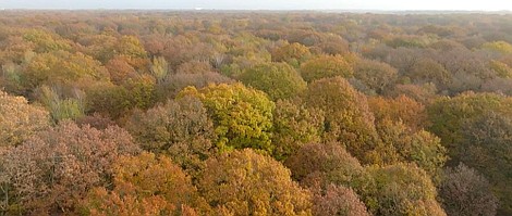 O drzewach i lasach: Puchowiec (6)