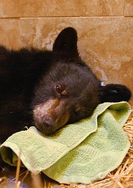 Ocalić niedźwiadki: Błoto i rany (9)