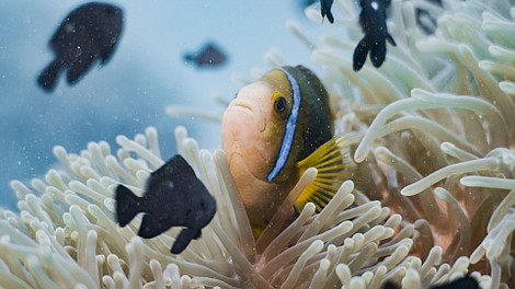 Ocean. Hymn życia