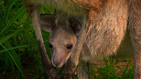 Odyseja zwierząt: Wędrówki kangurów (5)