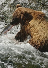Oko w oko z grizli: Prywatne życie niedźwiedzi (2)