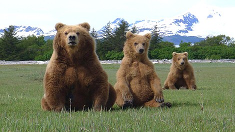 Oko w oko z grizli: Prywatne życie niedźwiedzi (2)