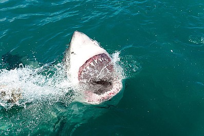 Oko w oko z ludojadem: Inwazja rekinów białych (3)