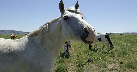 Olśniewająca Ameryka: Farmerskie życie (4)