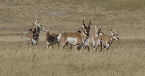 Olśniewająca Ameryka: Dziki Zachód (2)