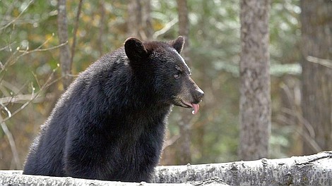 Olśniewająca Ameryka: Dziki Zachód (2)