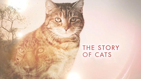 Opowieść o kotach: Superkoty (3)
