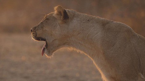 Opowieści z Zambii: Terytorium lwów (6)