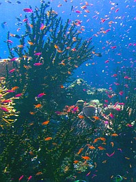 Pacyfik: Wybrzeża (3)