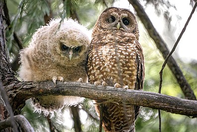Parki narodowe Ameryki: Badlands (2)