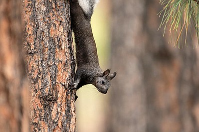 Parki narodowe Ameryki: Yosemite (3)