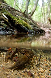Parki narodowe w Austrii: Początki (1)