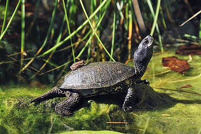 Parki narodowe w Austrii: Początki (1)