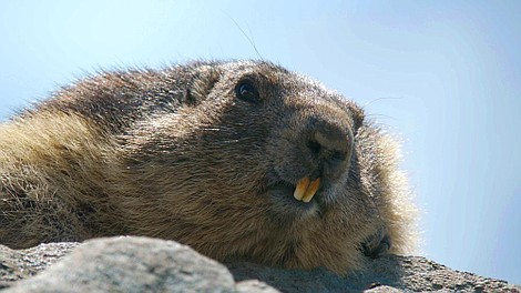 Parki narodowe w Austrii: Początki (1)