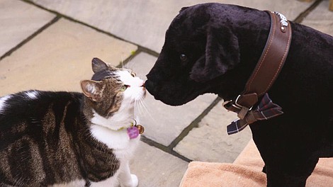 Pies i kot: kto tu rządzi? (1)