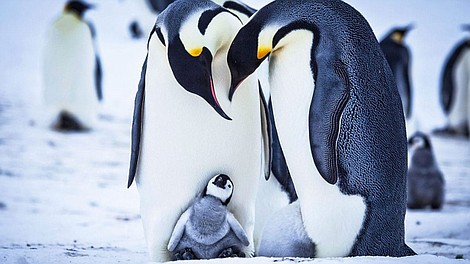 Opowieść o małym pingwinie