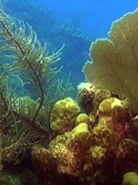Piwnice Jukatanu - Ogrody Belize: Podwodny prolog (1/25)