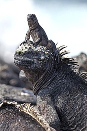 Planeta Ziemia 2 (5)