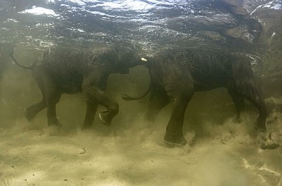 Pod wodami Okawango