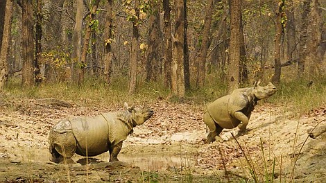 Podróżnicy - odkrywcy: Dziki Nepal (4)