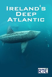Podwodne cuda Atlantyku