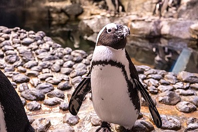 Podwodny świat z bliska: Zakochane pingwiny