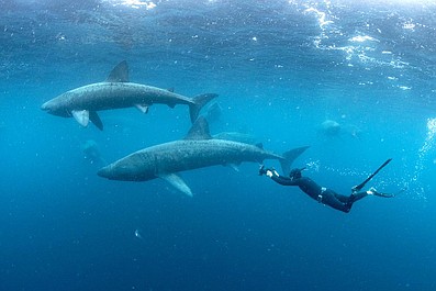 Północny Atlantyk: mrok oceanu (2)