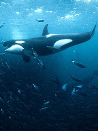 Północny Atlantyk: mrok oceanu (3)