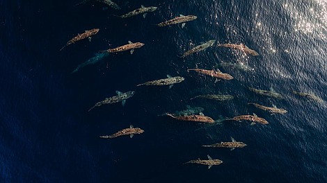Północny Atlantyk: mrok oceanu (2)