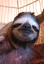 Poznajcie leniwce (2)