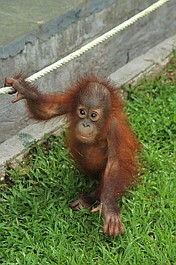 Poznajcie orangutany (3)