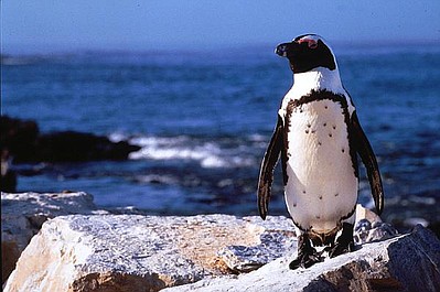 Poznajcie pingwiny (3)