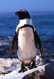 Poznajcie pingwiny (2)