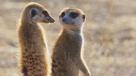 Premiera. Dzika natura: Ikony afrykańskiej przyrody: Padlinożercy (8)