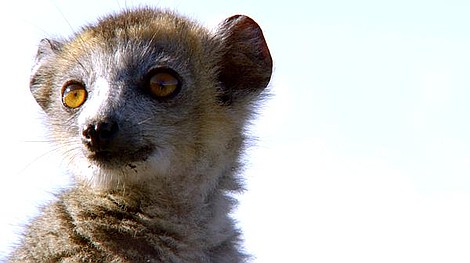 Premiera. Dzika natura: Świat ssaków naczelnych: Lemury z rezerwatu Anja (1)