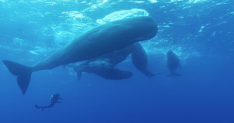Świat wodnych gigantów: Głosy oceanów (2)