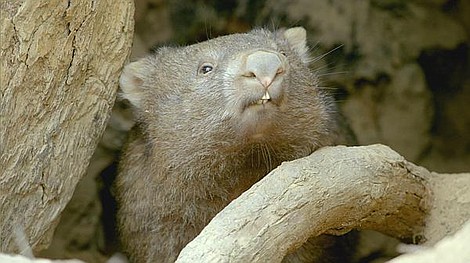 Premiera. Dzika natura: Tajemnice życia wombatów: Las Wombatów (1)