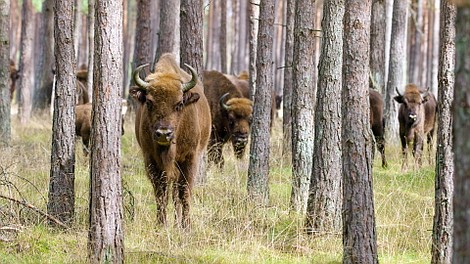 Przyroda wschodniej Polski