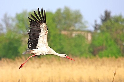 Przyrodnik na tropie: Ryś (6)