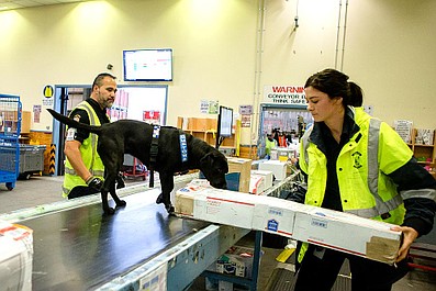 Psy na służbie (4)