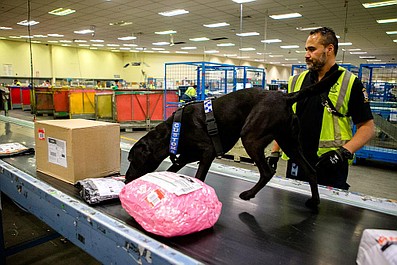 Psy na służbie (5)