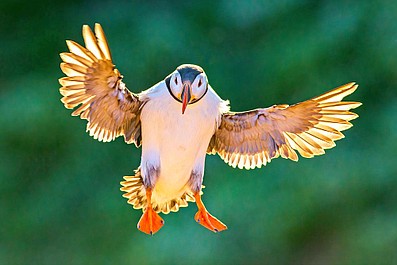 Ptaki: Pochodzenie i lot (1)