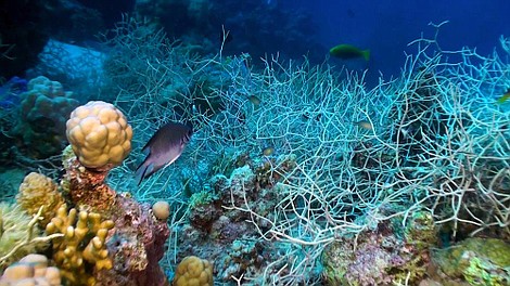 Rafy koralowe (3)