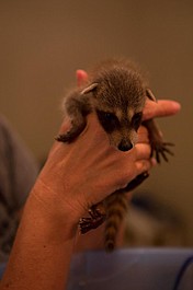 Ratownicy dzikich zwierząt: Żółw, który spotkał kosiarkę (2)