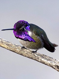 Rok na Ziemi: Zima (1)