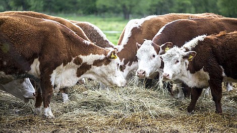 Rolnicy. Podlasie (6)